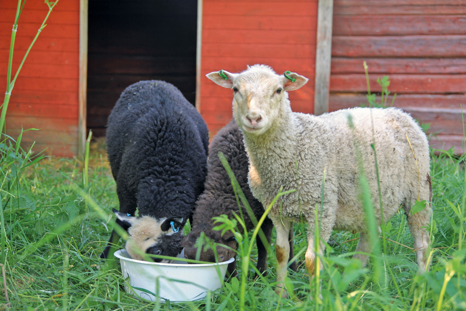 Saarijärven museo lampaat