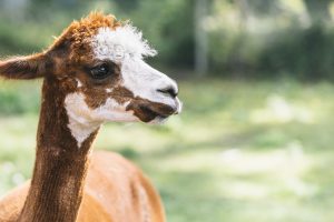 Puuhapuisto Veijari Saarijärvi