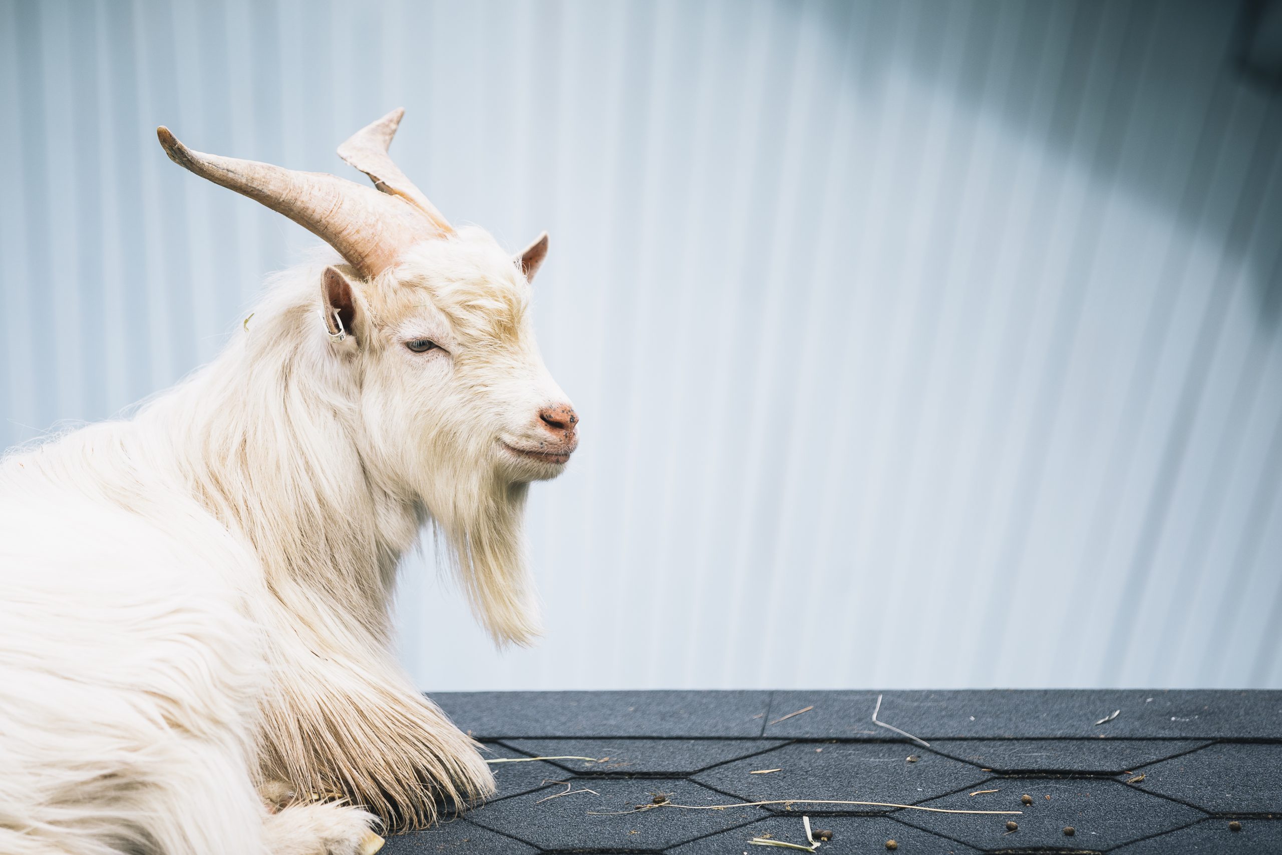 Puuhapuisto Veijari Saarijärvi