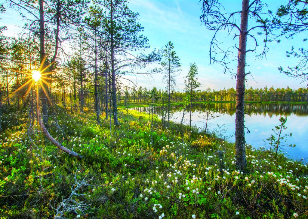 Pyhä-Häkin kansallispuisto Saarijärvi