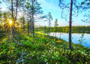 Pyhä-Häkin kansallispuisto Saarijärvi