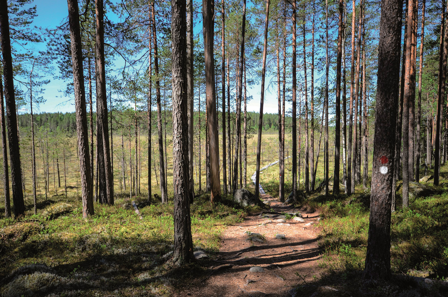 Kotajärven polkua Pyhä-Häkin kansallispuistossa. Kuva Upe Nykänen retkeilyKS P