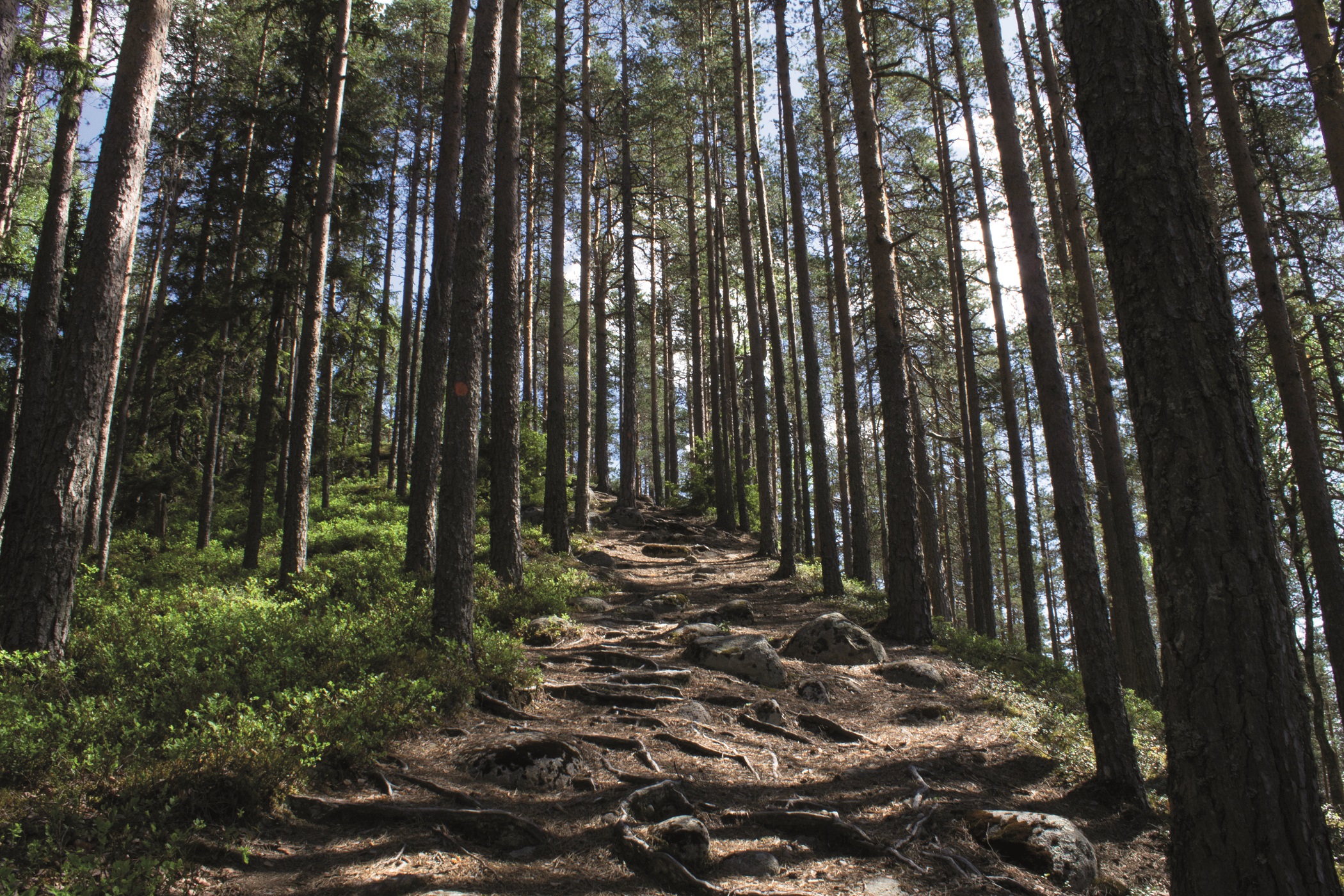 Kulhanvuori ja Syväojanrotko Saarijärvi
