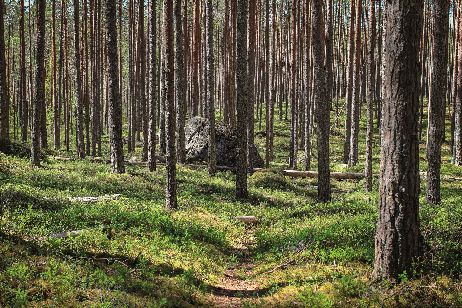 Mäntymetsää Pyhä-Häkin kansallispuistossa. Kuva Saara Tervala retkeilyKS P