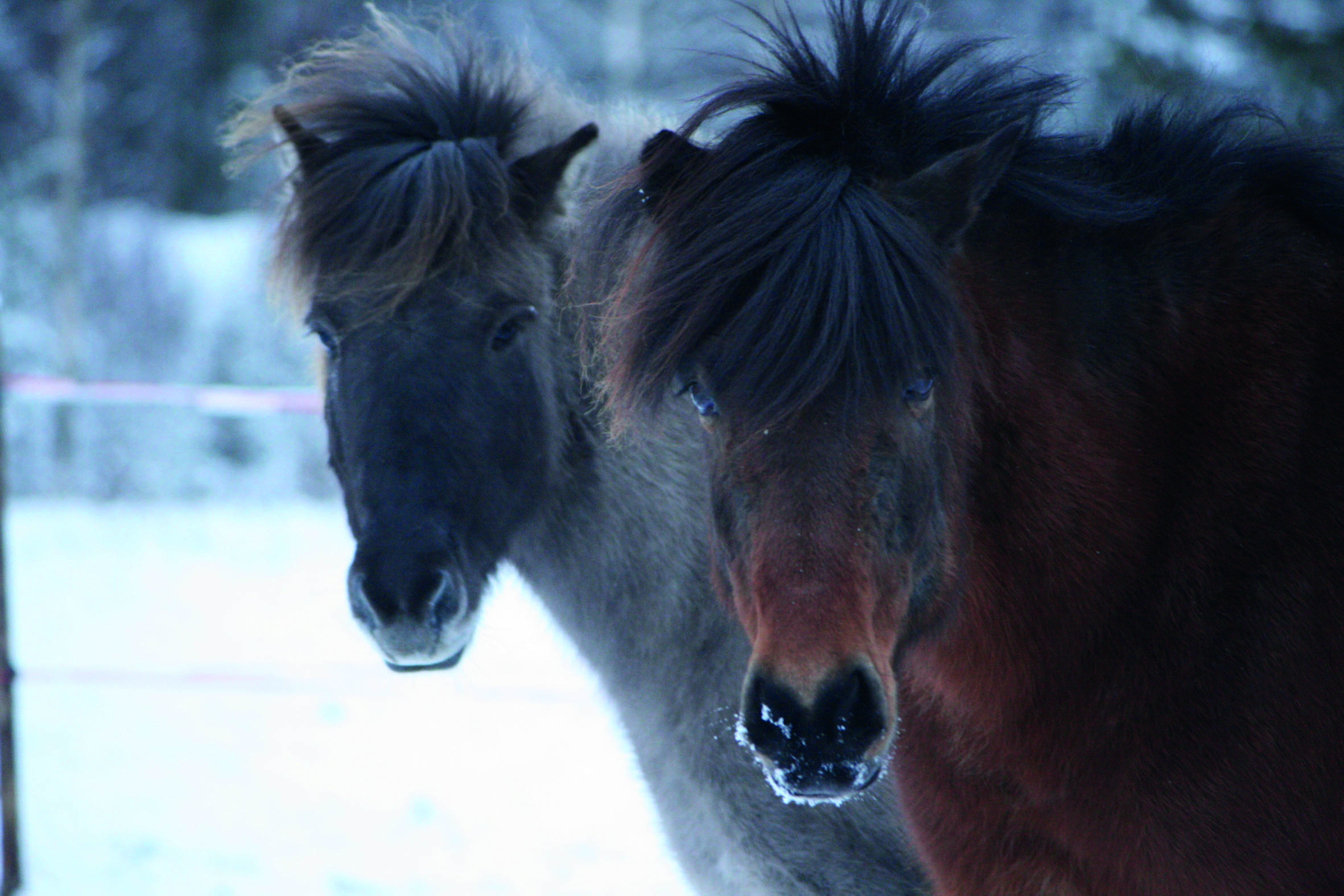 Purola Farm Saarijärvi