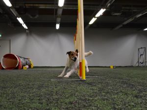 Tehovastus Agility Areena